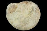 Carboniferous Ammonite (Muensteroceras) Fossil - Indiana #126192-1